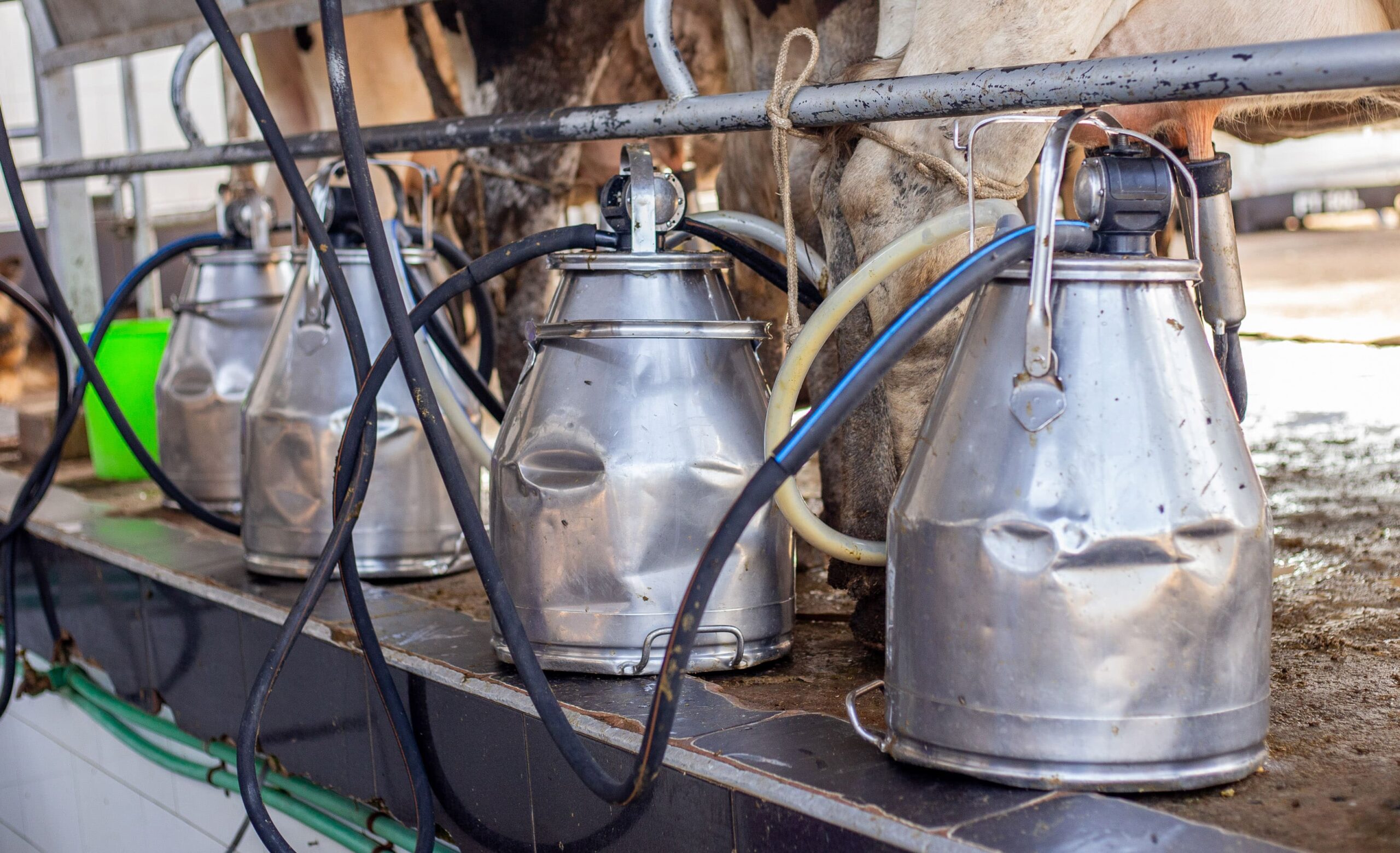 Dairy milk production